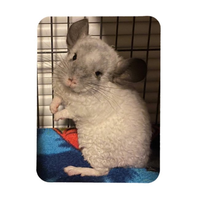 Magnet Flexible chinchilla (Vertical)