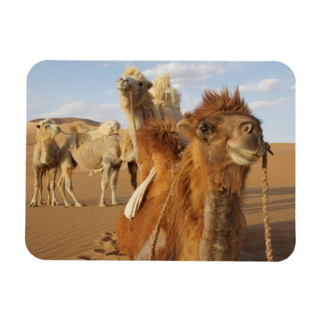 Magnet Flexible Chine, Mongolie intérieure, désert de Badain Jaran (Horizontal)