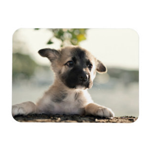 Magnet Flexible Chiot allemand sur la corniche