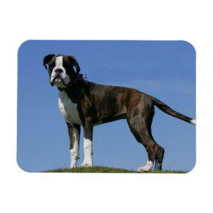 Magnet Flexible Chiot de boxeur de bébé de 3 mois