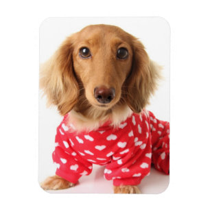 Magnet Flexible Chiot de Dachshund portant l'tenue de Saint Valent