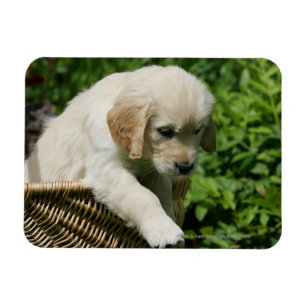 Magnet Flexible Chiot de golden retriever dans le panier