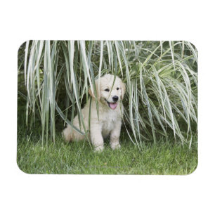 Magnet Flexible Chiot de Goldendoodle se reposant sous les herbes
