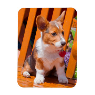 Magnet Flexible chiot de Pembroke Welsh Corgi assis sur un banc de