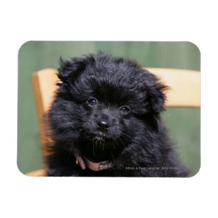 Magnet Flexible Chiot de Poméranie Noire