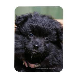 Magnet Flexible Chiot de Poméranie Noire