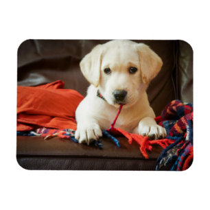 Magnet Flexible Chiot des images   de Getty sur un sofa