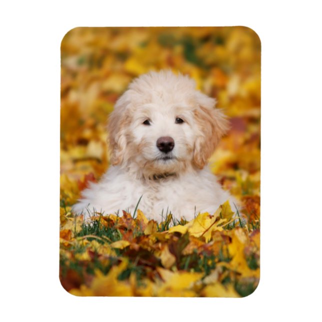 Magnet Flexible Chiot Goldendoodle En Feuilles Automnes (Vertical)