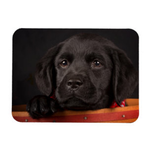 Magnet Flexible Chiot noir de labrador retriever dans un panier