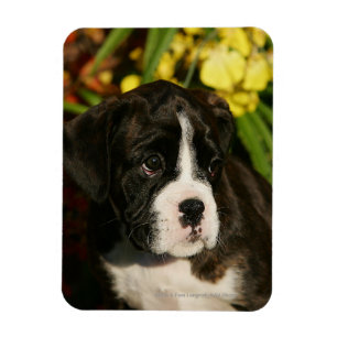 Magnet Flexible Chiots de boxeur
