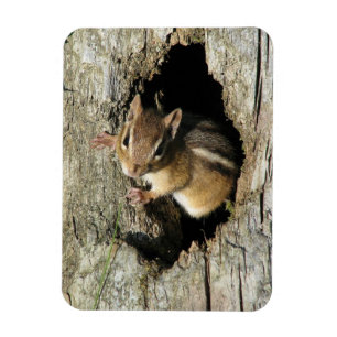 Magnet Flexible Chipmunk regarde dehors