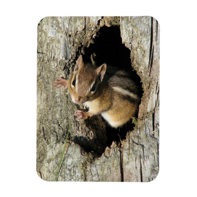 Magnet Flexible Chipmunk regarde dehors (Vertical)