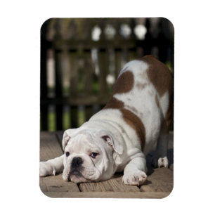Magnet Flexible Chippon anglais Bulldog