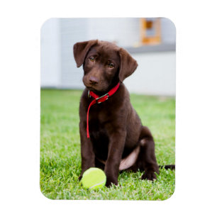 Magnet Flexible Chocolat Labrador Puppy Avec Tennis Ball