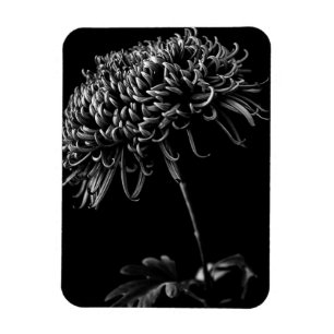 Magnet Flexible Chrysanthème