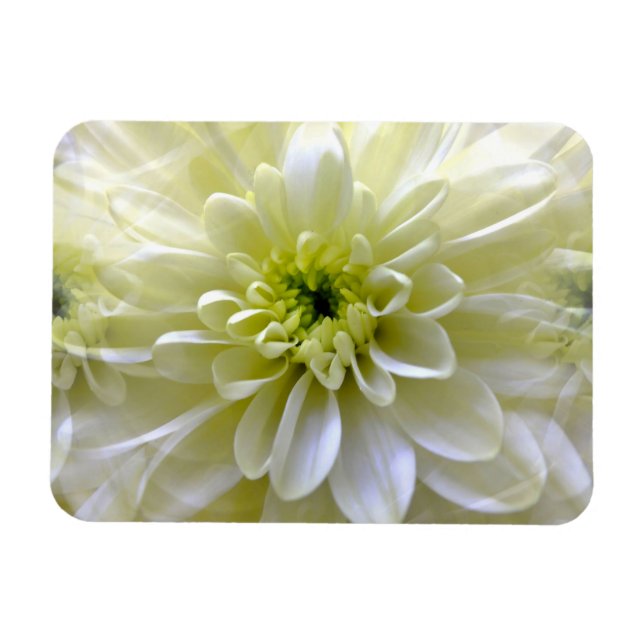 MAGNET FLEXIBLE CHRYSANTHEMUM (Horizontal)