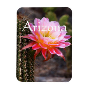 Magnet Flexible Cierge en fleur rose de cactus, Arizona