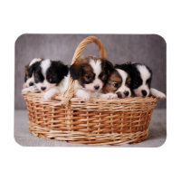 Cinq mignons chiots dans un panier