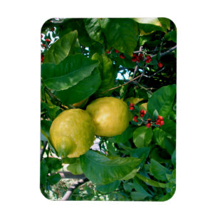 Magnet Flexible Citrons jaunes avec des baies rouges