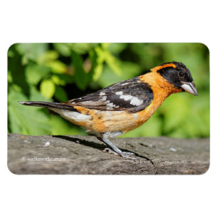 Magnet Flexible Closeup d'un beau Grosbeak à tête noire