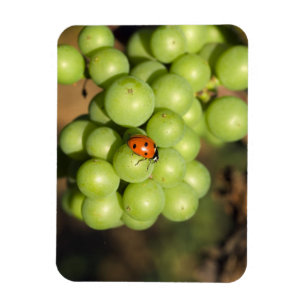 Magnet Flexible Coccinelle en gros plan sur des raisins verts Pino