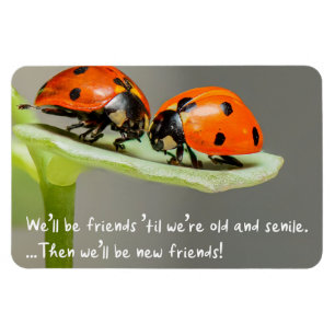 Magnet Flexible Coccinelle Vieille et Sénile Nouveaux Amis Drôle M