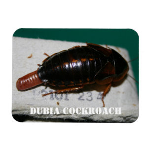 Magnet Flexible Cocktail féminin de Dubia avec sac à oeufs