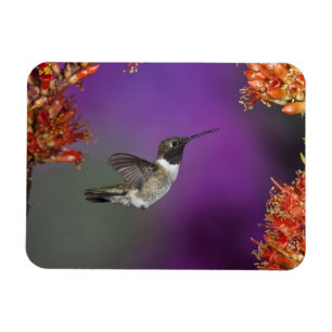 Magnet Flexible Colibri à gorge noire, Archilochus alexandri,
