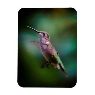 Magnet Flexible Colibri à gorge rubis - Photo originale