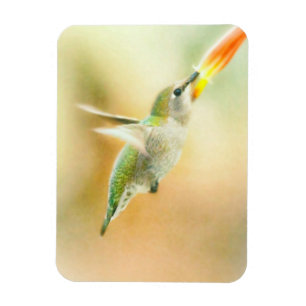Magnet Flexible Colibri au petit matin