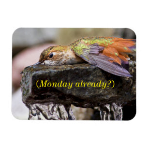 Magnet Flexible Colibri posé dans l'eau 2