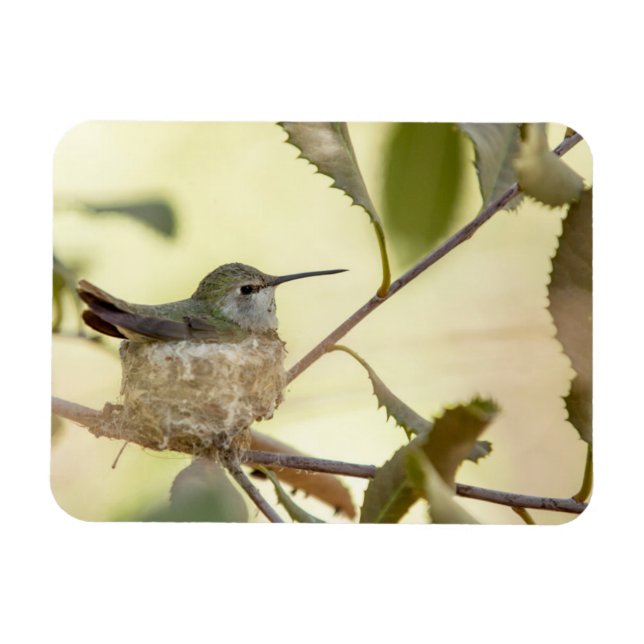Magnet Flexible Colibri sur son nid (Horizontal)