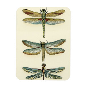 Magnet Flexible Collection de libellule par Chariklia Zarris
