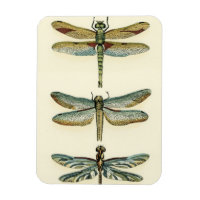 Collection de libellules par Chariklia Zarris
