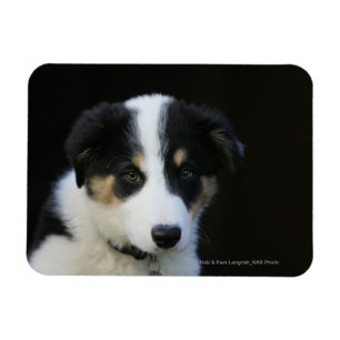 Magnet Flexible Collie Collie Puppy vieille frontière de 12 semain