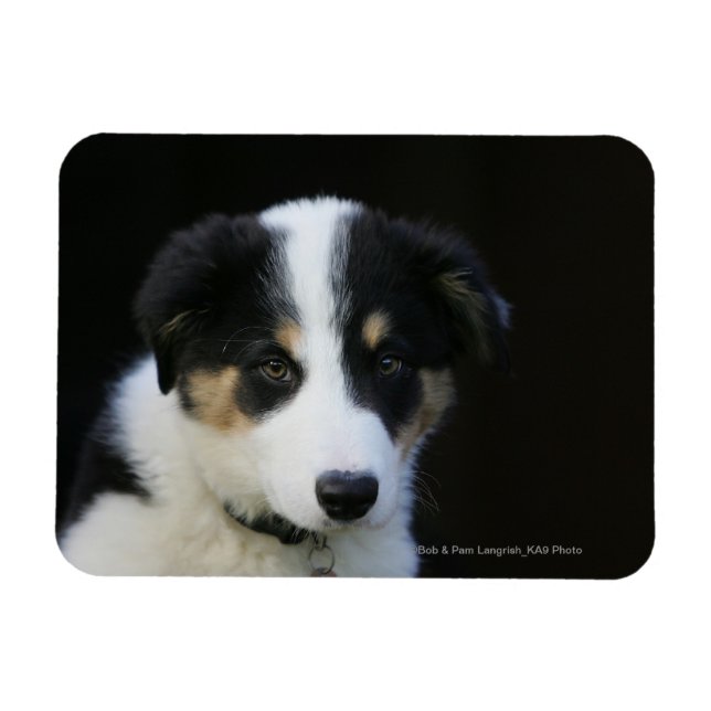 Magnet Flexible Collie Collie Puppy vieille frontière de 12 semain (Horizontal)