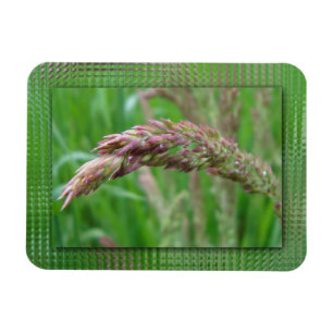 Magnet Flexible Comment l'herbe grandit avec un aimant flexible