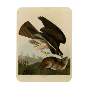 Magnet Flexible Common Buzzard - d'Audubon's Birds of America