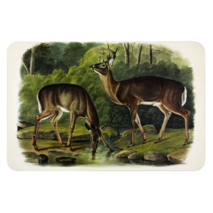 Magnet Flexible Common Deer