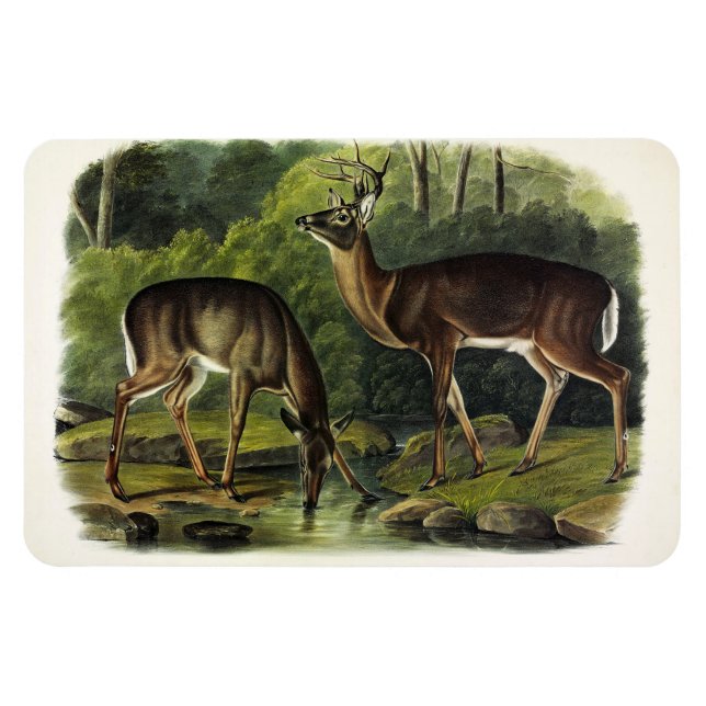 Magnet Flexible Common Deer (Horizontal)