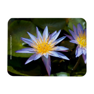 Magnet Flexible Conception botanique florale de nénuphar tropical