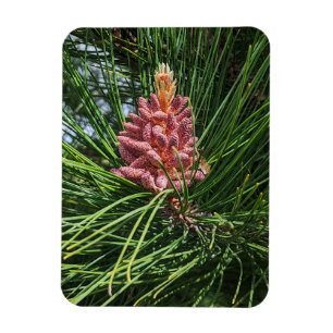 Magnet Flexible Cône de pollen de pin rouge (Pinus resinosa)