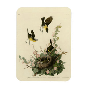 Magnet Flexible Conversation à poitrine jaune - Audubon's Birds of