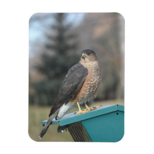 Magnet Flexible Coopers Hawk