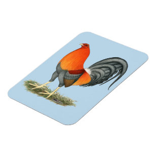 Magnet Flexible Coq de combat bleu coq rouge