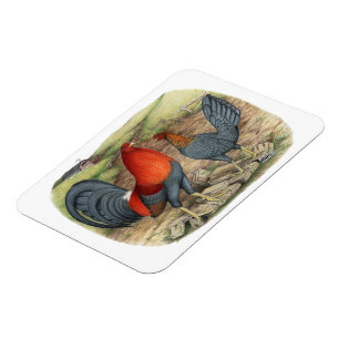 Magnet Flexible Coqs américains bleus rouges