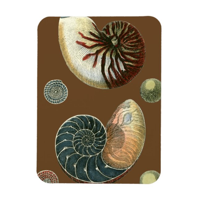 Magnet Flexible Coque de cacao (Vertical)