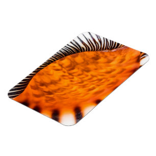 Magnet Flexible Coquillage hypnotique