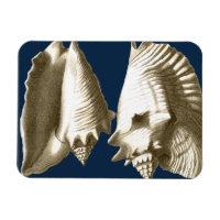 Coquillages Sepia Conch