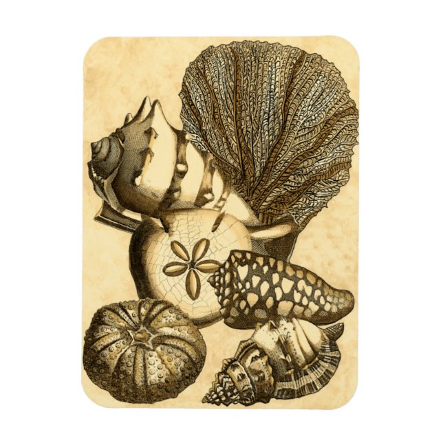 Magnet Flexible Coquilles neutres et collection de corail (Vertical)